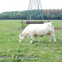 Tant qu’il y a un minimum de repousse, continuer à pâturer en tournant rapidement sur les parcelles pour éviter tout surpâturage.
