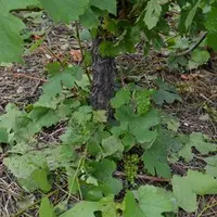 Sur la commune de Gergovie, après le violent orage du samedi 30 juin,  les feuilles de vignes jonchent le sol accompagnées par quelques grappes. 2 à 3