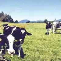 Les producteurs veulent bénéficier de l'image "montagne" pour leur production.