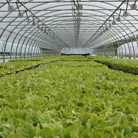 Les plantations de tabac en Limagne et Bourbonnais se terminent et relancent cette année encore une production que l’on pensait perdue.