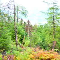 Forêt qui dépérit de Celle-sur-Durolle, au cœur des Bois Noirs