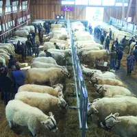 Concours Charolais à Saint-Gervais d’Auvergne