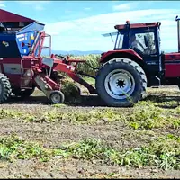 Les haricots rouges et blancs ont offert une moyenne de rendement correcte. La lentille verte a obtenu un rendement moyen.
