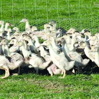 Groupe de volailles