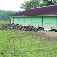 Elevage de volailles