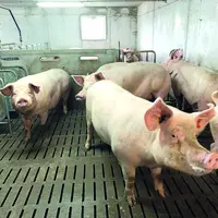 Groupe de cochons