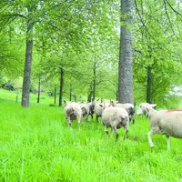 Troupeau de moutons