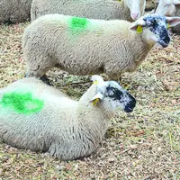 Agneaux dans une bergerie