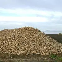 L’arrachage des betteraves a démarré autour du 15 septembre.