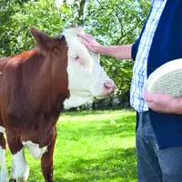 Vache + saint nectaire