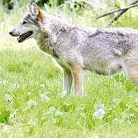 Les attaques du loup sur un élevage sont très souvent vécues comme un véritable traumatisme pour l’éleveur.