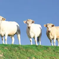 L’objectif : arriver à un équilibre qualitatif et en volume entre production française  et demande.