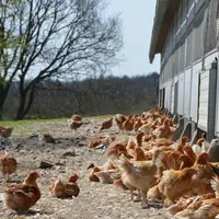 46 éleveurs produisent actuellement des volailles fermières bio en Auvergne.