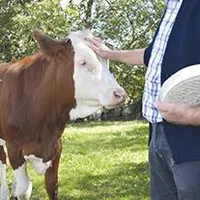 La qualité du fourrage est déterminante pour la production laitière et se ressent jusque dans la qualité des fromages.