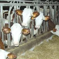 Plus qu’un débouché, c’est un accompagnement complet de la
procréation à la mise en marché que le programme Gessica 
propose aux éleveurs montbéliar