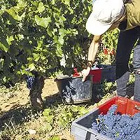 Les vendanges ont démarré dans le Puy-de-Dôme et les rendements s’annoncent d’ores et déjà de qualité.