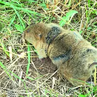 Rat taupier dans un champ