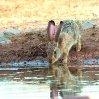 Lapin près d'une rivière