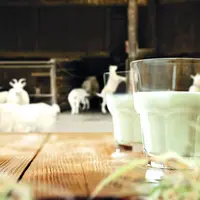 Groupe de chèvres avec verres de lait