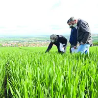 A l'occasion du 3ème "Vendredi de l'Agro" de la Chambre d'agriculture du Puy-de-Dôme, pucerons et cicadelles ont été les sujets de la matinée.