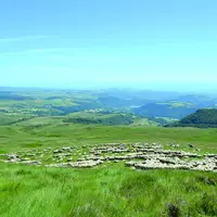 Troupeau de moutons dans la chaîne des Puys