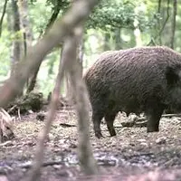 L’ouverture de la chasse aura lieu le 8 septembre, le gibier n’a qu’à bien se tenir.