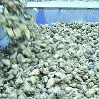 L’arrachage des betteraves se poursuit mais le manque d’eau commence à compliquer la tâche.