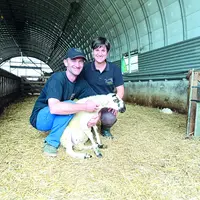 Stéphane Marret et Noélie Fafournoux ont monté ensemble leur propre troupe ovine après avoir repris une exploitation bovine à Vollore-Ville.