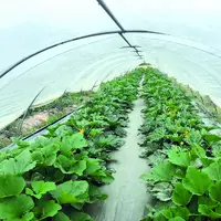 Plants de courgette.