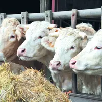 Le changement de calcul de l’aide et la suppression de l’aide à la vache allaitante sur notre bassin naisseur peut avoir des répercussions économiques