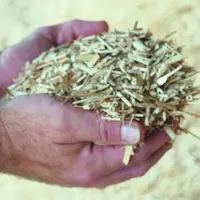 Le miscanthus, une alternative à la paille que de plus en plus d’éleveurs utilisent.