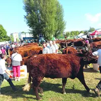 Plus de 7000 visiteurs ont arpenté les allées du concours interdépartemental salers qui s'est tenu le 28 août à Issoire.