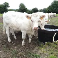 Vaches qui s'abreuvent