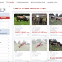 Le site Génétic BC regroupe toutes les annonces des reproducteurs à vendre inscrits au contrôle de performances de 29 départements.