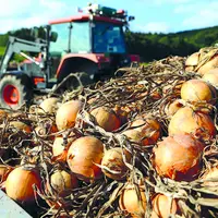 Les missions saisonnières ont évolué dans le Puy-de-Dôme, avec davantage de chantiers tels que les oignons.