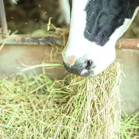 La STG Lait de foin garantit une alimentation avec au moins 75% d'herbe ou de foin