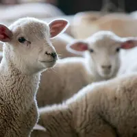 La demande d'agneaux est presque atone sur un marché totalement désorienté