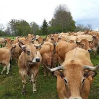 Le troupeau Aubrac de Nathalie et Paul Gasteau