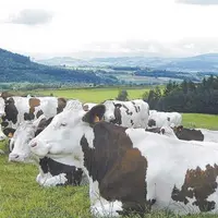 L'effectif montbéliard continue de progresser avec près de 14 000 vaches inscrites au Contrôle laitier