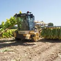 La machine coupe les plants de tabac au pied et les suspend à des cadres métalliques pour le séchage. Le besoin de bras est quasi inexistant (2 à 3 pe