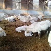 Chez François Dechelette les plaquettes forestières sont utilisées en complément de la paille.