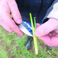 Au printemps 2021, le gel tardif a causé de nombreux dégâts en raison de l'état d'avancement des céréales.