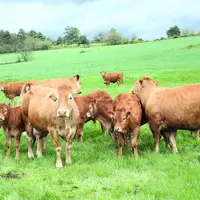 Troupeau de vaches