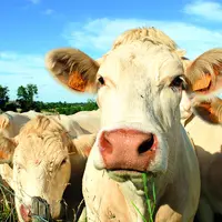 Troupeau de vaches