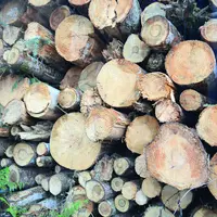 Troncs d'arbre