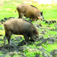 Sangliers dans une prairie