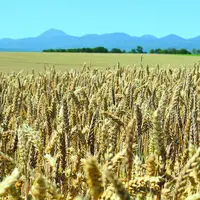 L'abaissement des seuils en mycotoxine pourrait entraîner, dans les régions les plus touchées, une augmentation des déclassements.