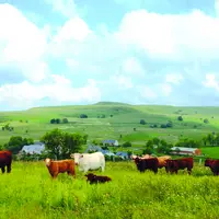 Troupeau de vaches dans un pré