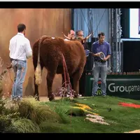 Concours national Salers au Sommet de l'élevage 2013