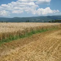Différentes variétés de triticale sur des bandes de 3 m.